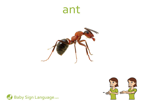 Ant Baby Sign Language Flash card