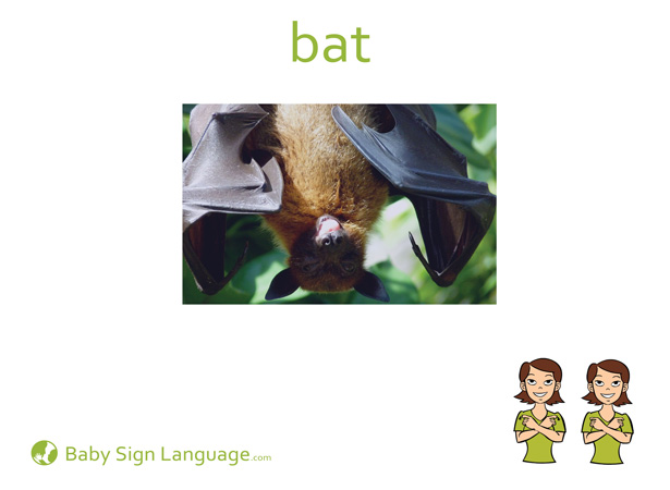 Bat Baby Sign Language Flash card