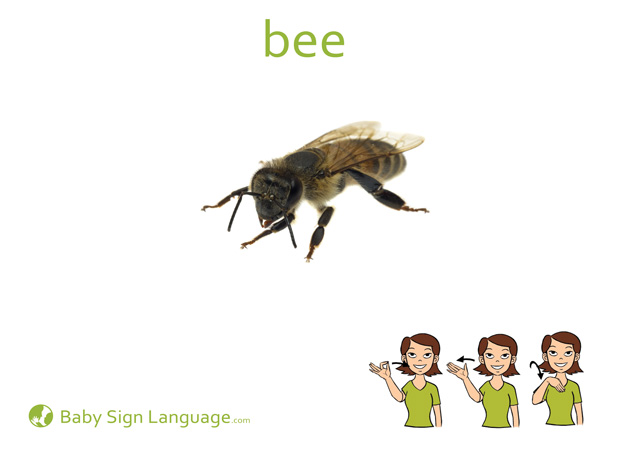 Bee Baby Sign Language Flash card