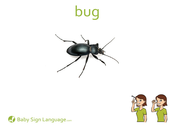 Bug Baby Sign Language Flash card