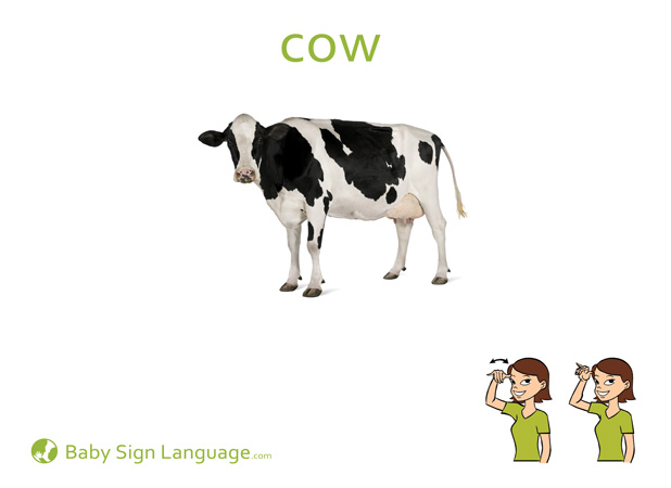 Cow Baby Sign Language Flash card