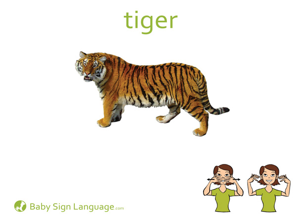 Tiger Baby Sign Language Flash card