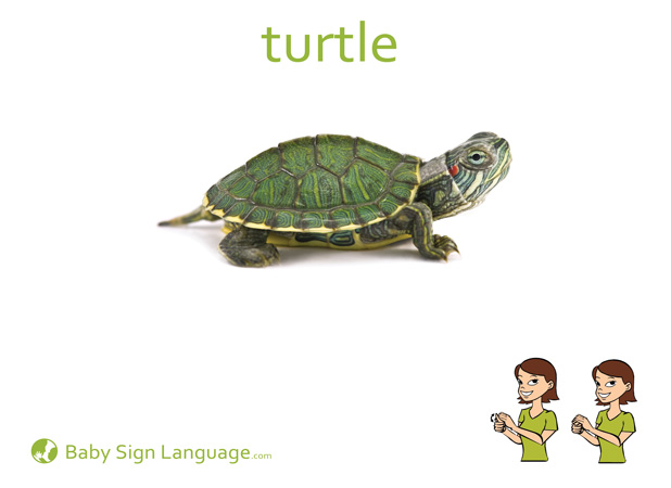 Turtle Baby Sign Language Flash card