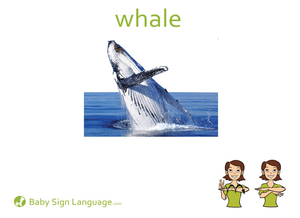 whale Baby Sign Language Flash card