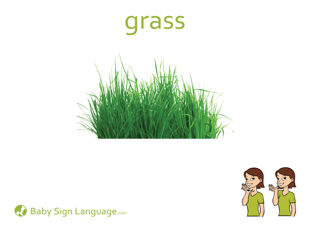 grass
