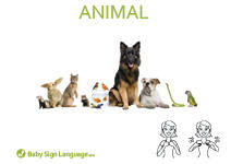 Animal Flash Card