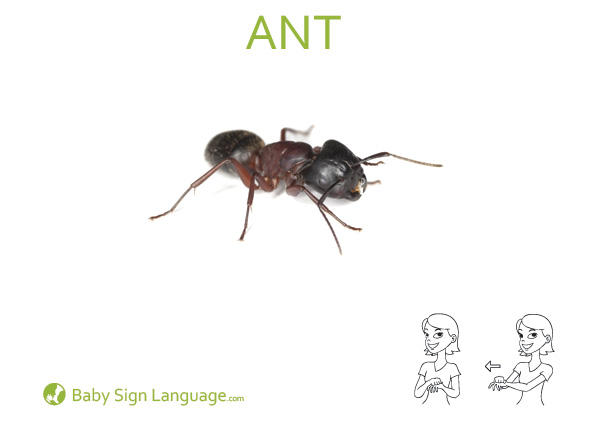 Ant-Baby-Sign-Language Ant Baby Sign Language Flash card