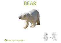 Bear Flash Card