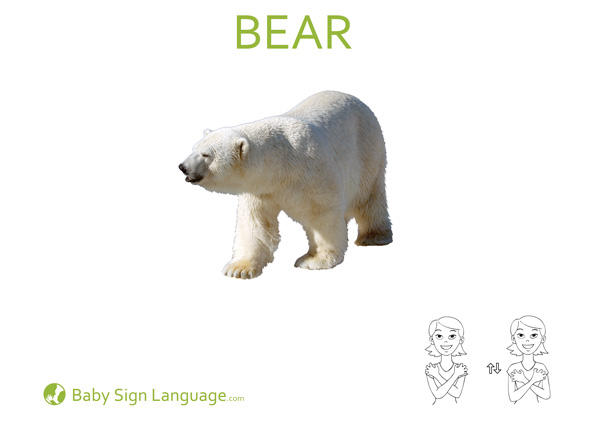 bear-Baby-Sign-Language bear Baby Sign Language Flash card