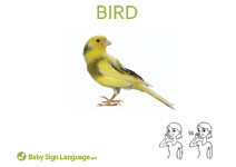 Bird Flash Card