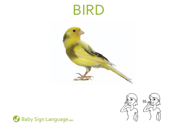 Bird-Baby-Sign-Language Bird Baby Sign Language Flash card