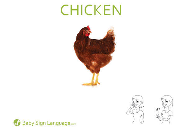 Chicken Baby Sign Language Flash card