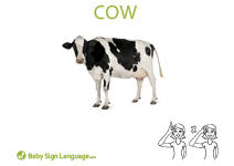 Cow Flash Card Mini