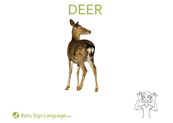 deer-Baby-Sign-Language deer Baby Sign Language Flash card