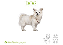 Dog Flash Card