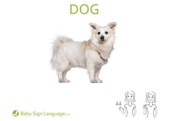 dog Baby Sign Language Flash card