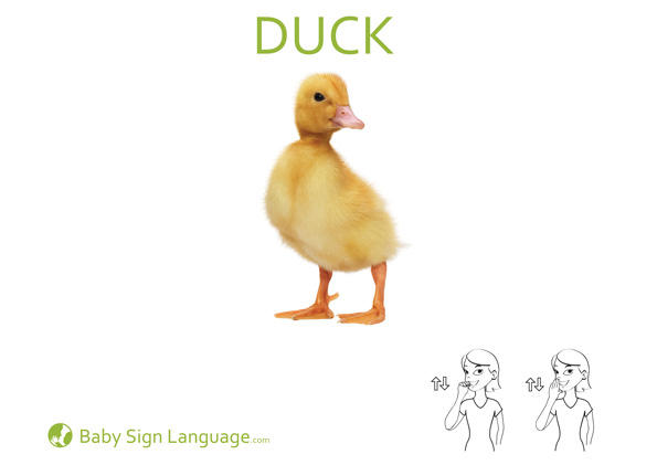 duck Baby Sign Language Flash card