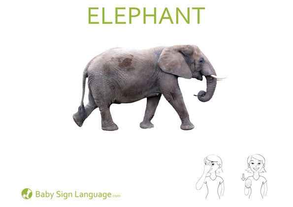 Elephant-Baby-Sign-Language Elephant Baby Sign Language Flash card