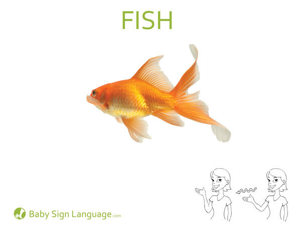 fish Baby Sign Language Flash card