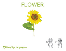 Flower Flash Card