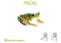 Frog Flash Card Frog Flash Card