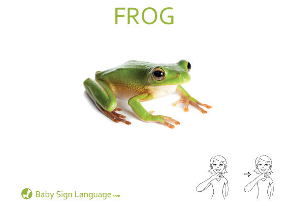 frog Baby Sign Language Flash card