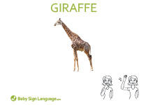 Giraffe Flash Card