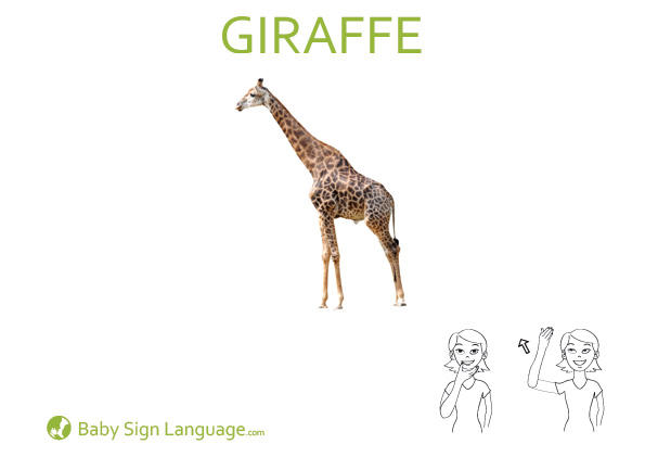 giraffe Baby Sign Language Flash card