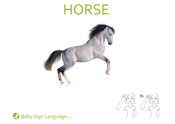 horse Baby Sign Language Flash card