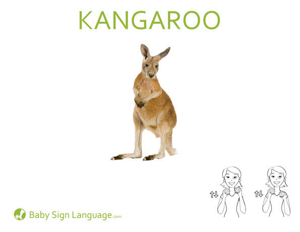 Kangaroo Baby Sign Language Kangaroo Baby Sign Language Flash card