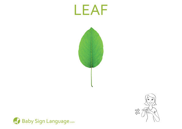 Leaf-Baby-Sign-Language Leaf Baby Sign Language Flash card
