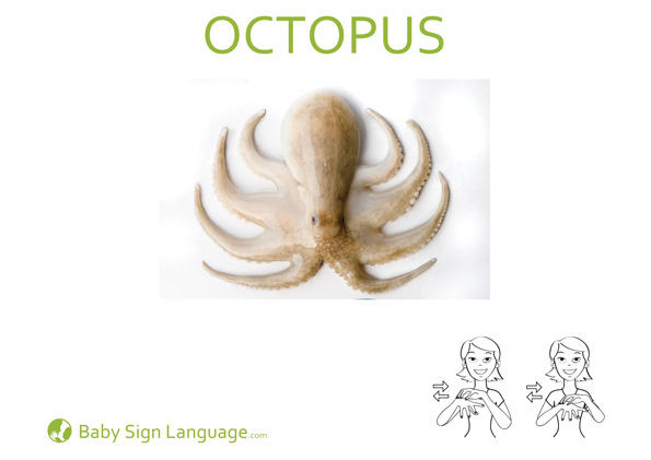 Octopus Baby Sign Language Flash card