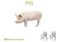 Pig Flash Card pig