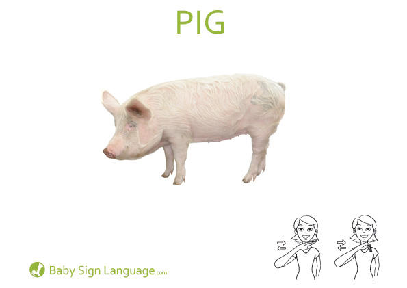 pig-Baby-Sign-Language pig Baby Sign Language Flash card