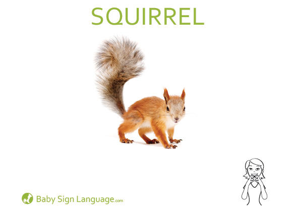Squirrel Baby Sign Language Flash card
