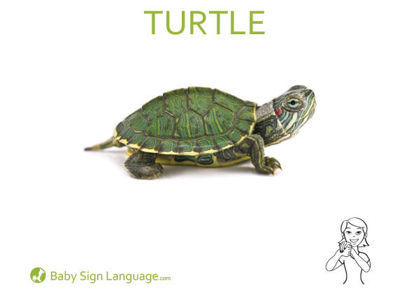 Turtle-Baby-Sign-Language Turtle Baby Sign Language Flash card
