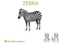 Zebra Flash Card Thumbnail