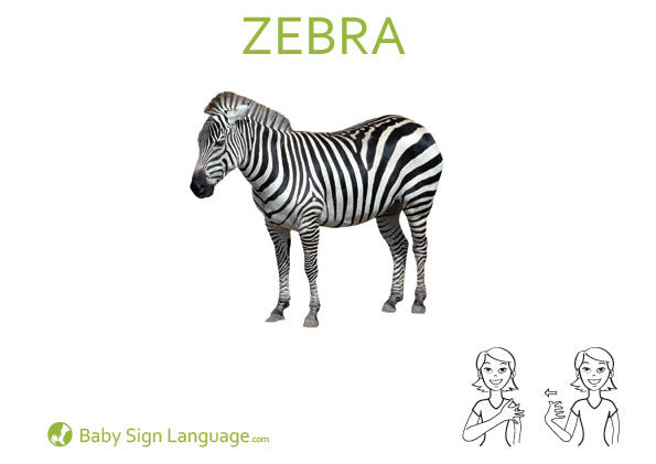 Zebra Baby Sign Language Flash card
