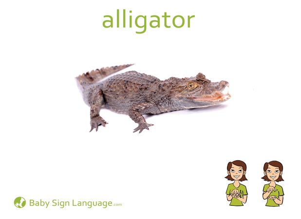 alligator-Baby-Sign-Language Alligator Baby Sign Language Flash card