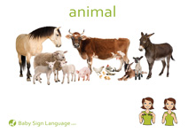 Animal Flash Card Thumbnail