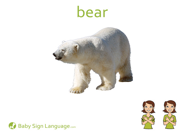bear-Baby-Sign-Language Bear Baby Sign Language Flash card