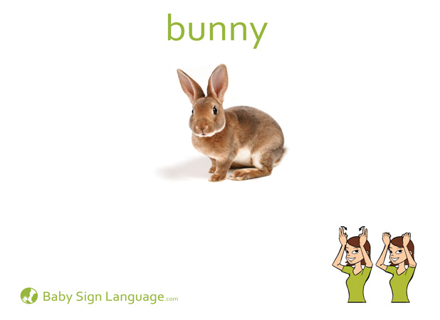 Bunny (Rabbit)