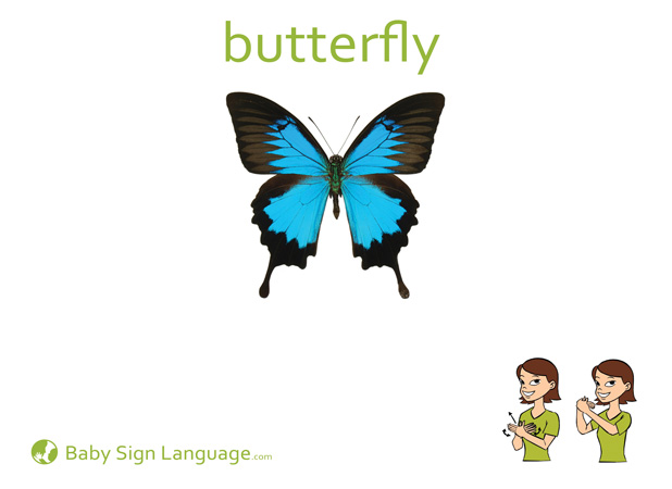 butterfly-Baby-Sign-Language Butterfly Baby Sign Language Flash card
