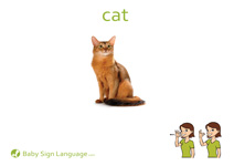 Cat Flash Card Thumbnail