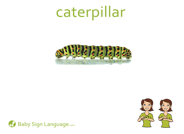caterpillar-Baby-Sign-Language Caterpillar Baby Sign Language Flash card