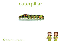 Caterpillar Flash Card Thumbnail