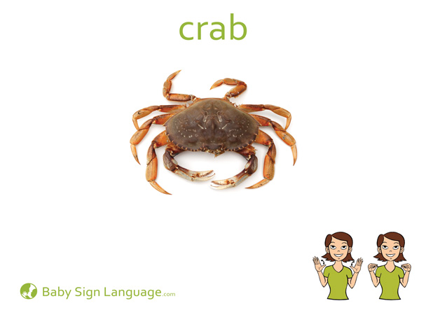 crab-Baby-Sign-Language Crab Baby Sign Language Flash card