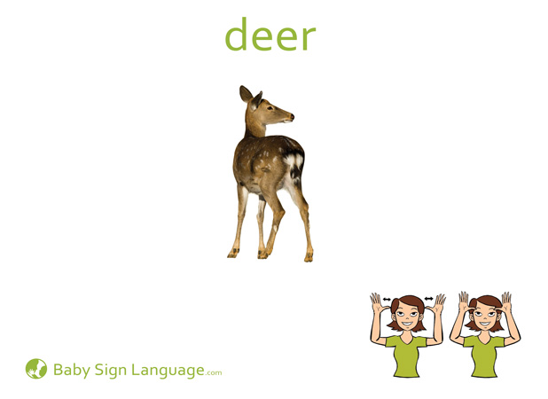 deer-Baby-Sign-Language Deer Baby Sign Language Flash card
