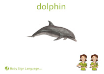 Dolphin Flash Card Thumbnail