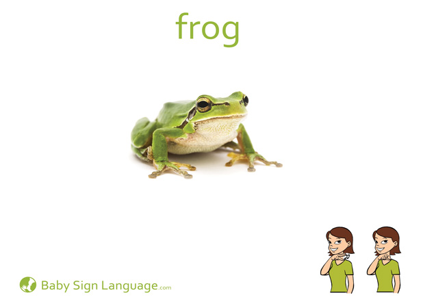 Frog